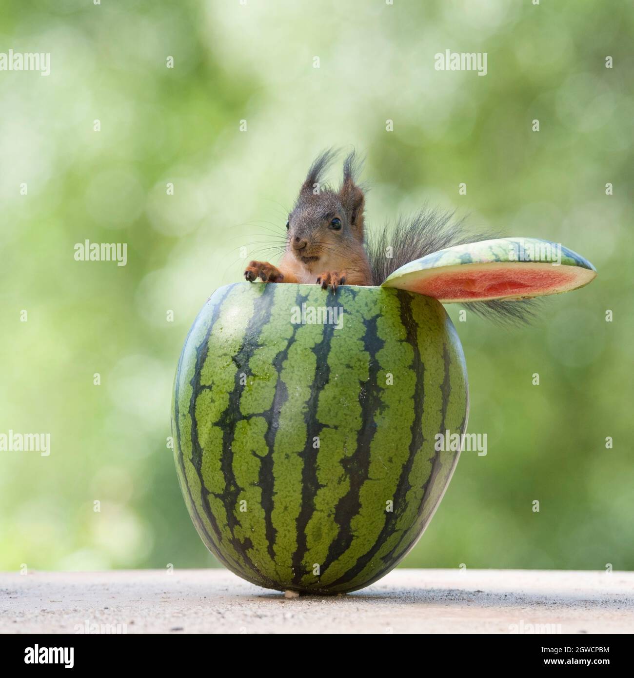 red squirrel is sitting in a watermelon Stock Photo Alamy