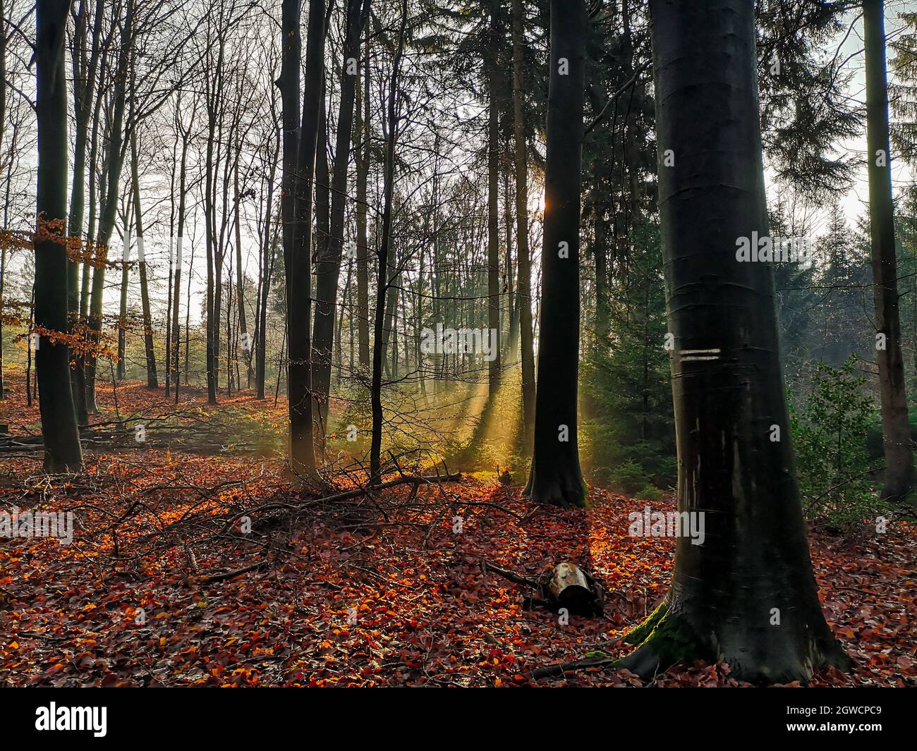 autumn morning with fog in a forrest Stock Photo - Alamy