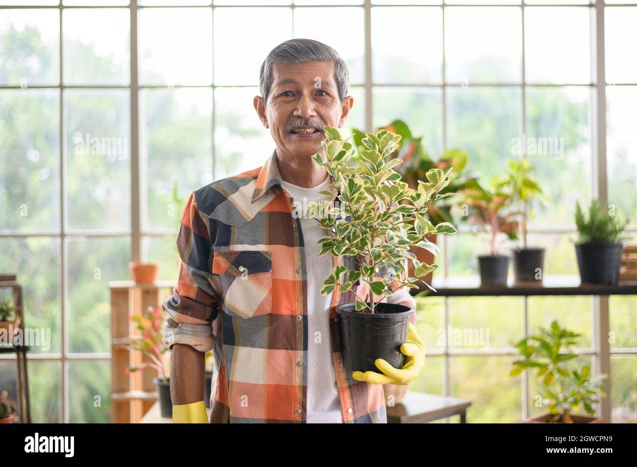 Portrait Of Smiling Senior Man Holding Potted Plant Standing At Greenhouse Stock Photo
