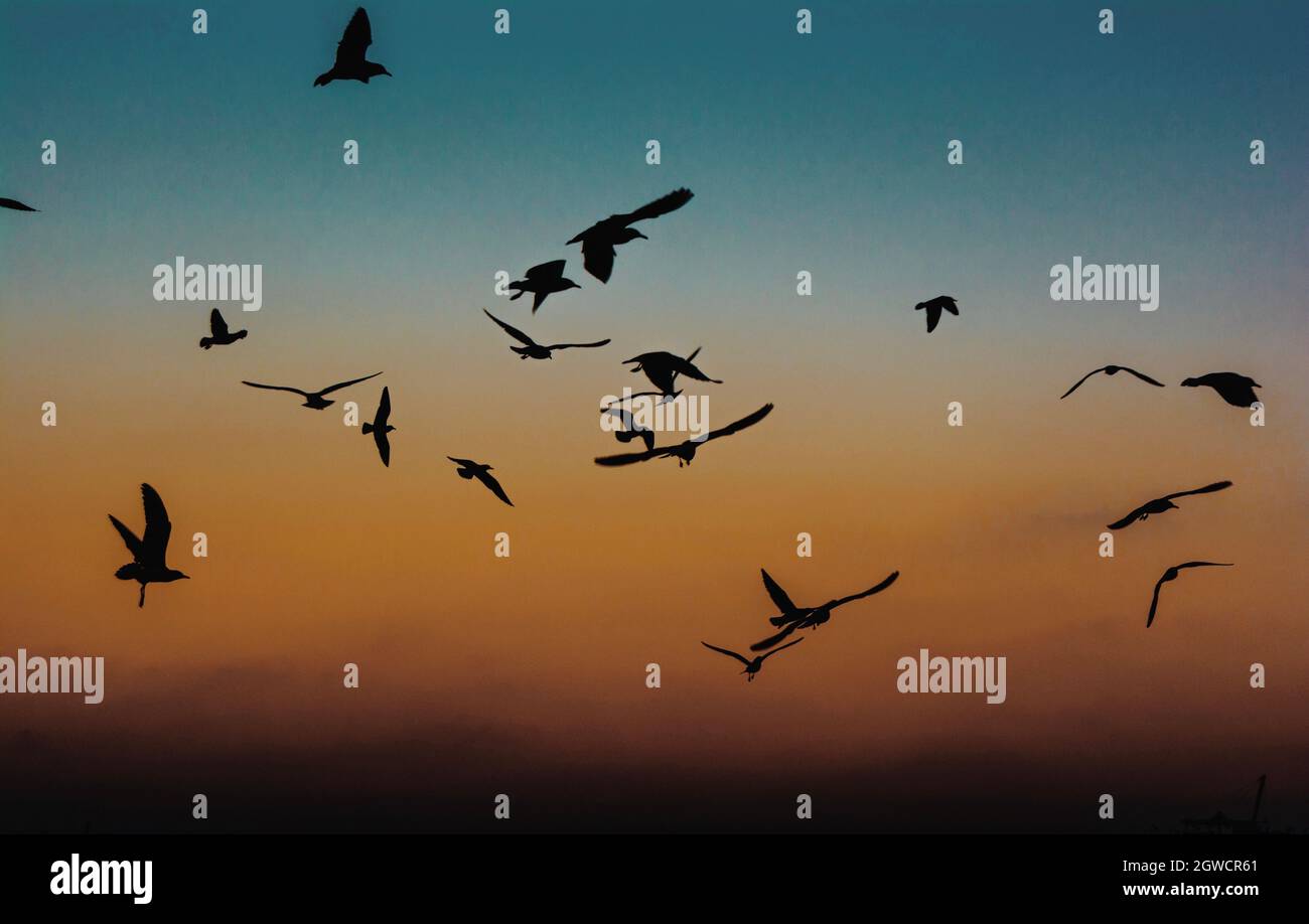 Birds during night hires stock photography and images Alamy