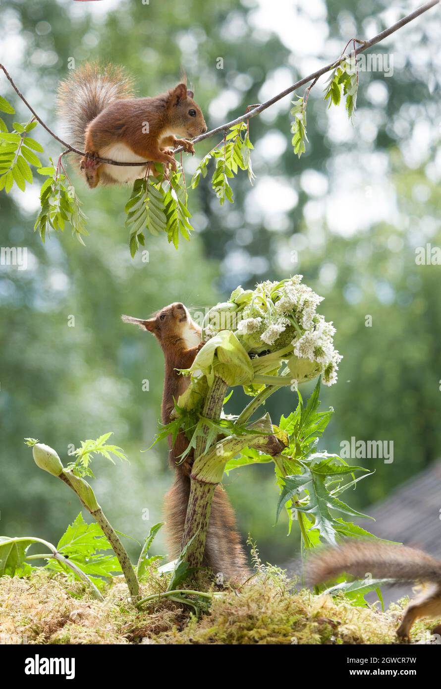 red squirrels with an  hogweed flower Stock Photo