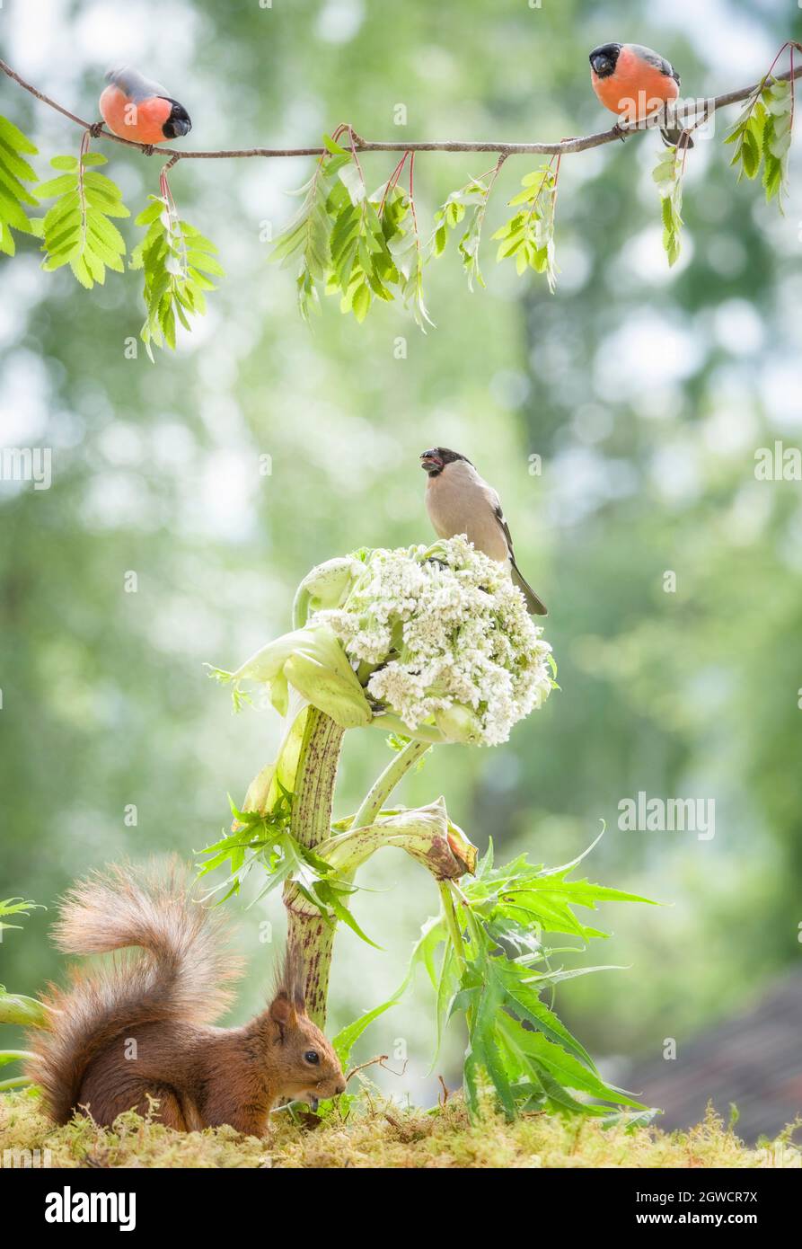 red squirrel with a couple bullfinch Stock Photo