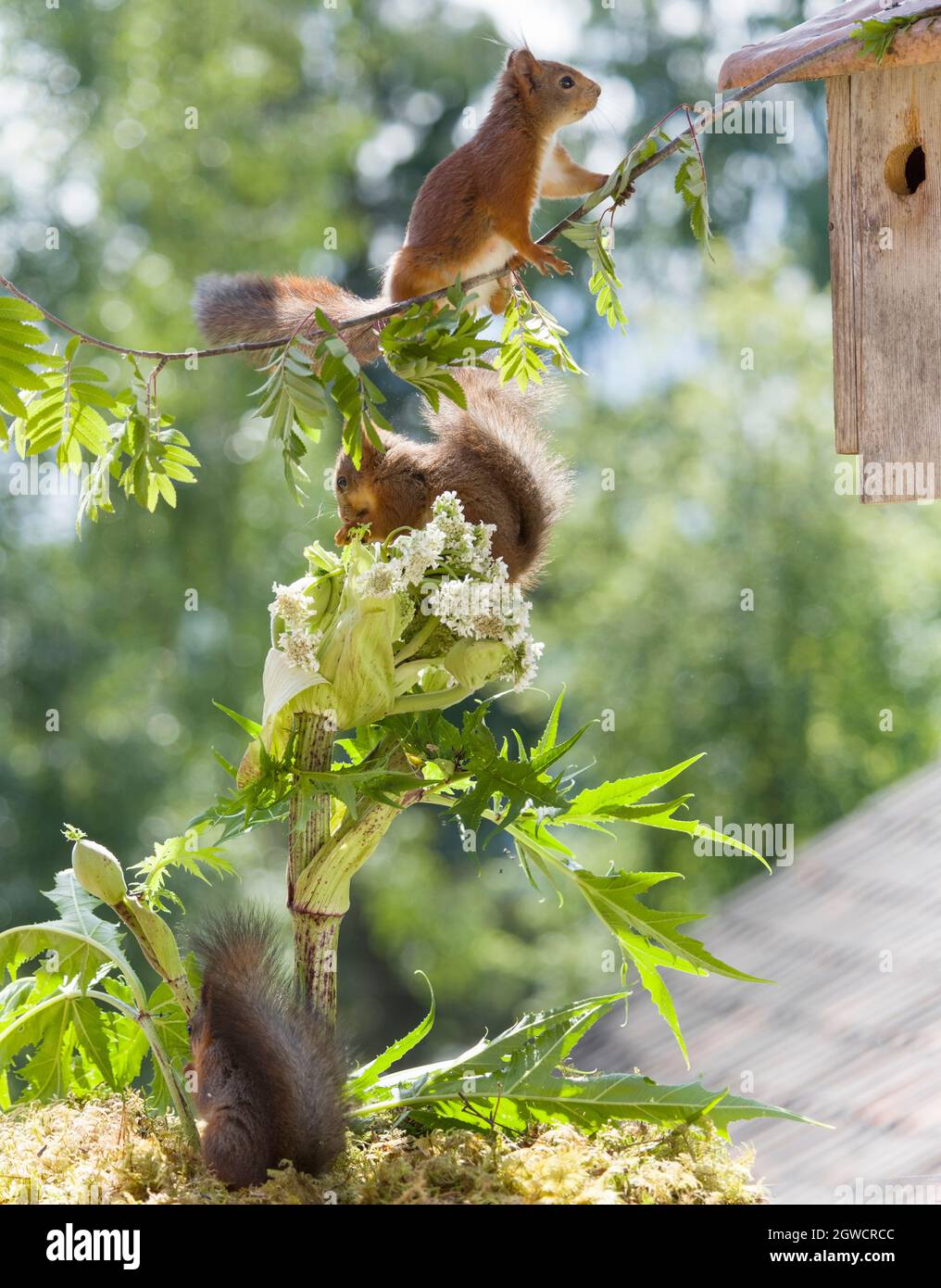 red squirrels with hogweed and a birdhouse Stock Photo
