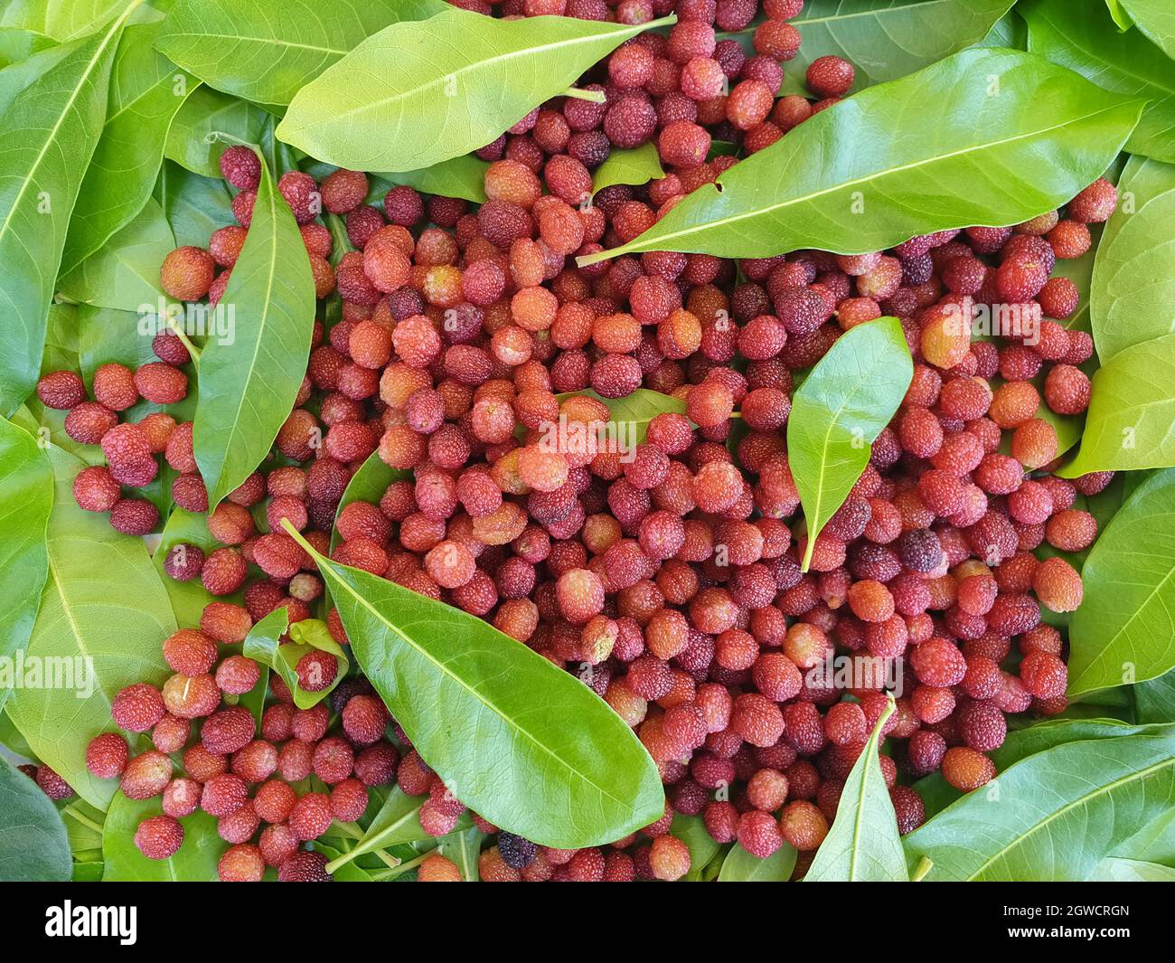 Kaphal hires stock photography and images Alamy