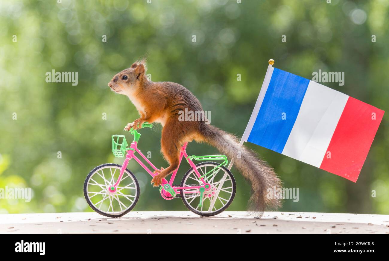 Red Squirrel On An Cycle With An France Flag Stock Photo Alamy