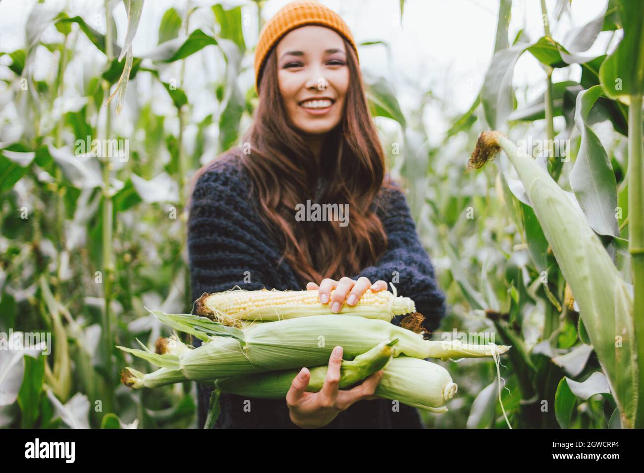 Beautiful Carefree Long Hair Asian Girl In Yellow Hat And Knitted Sweater In Autumn Corn Field Stock Photo