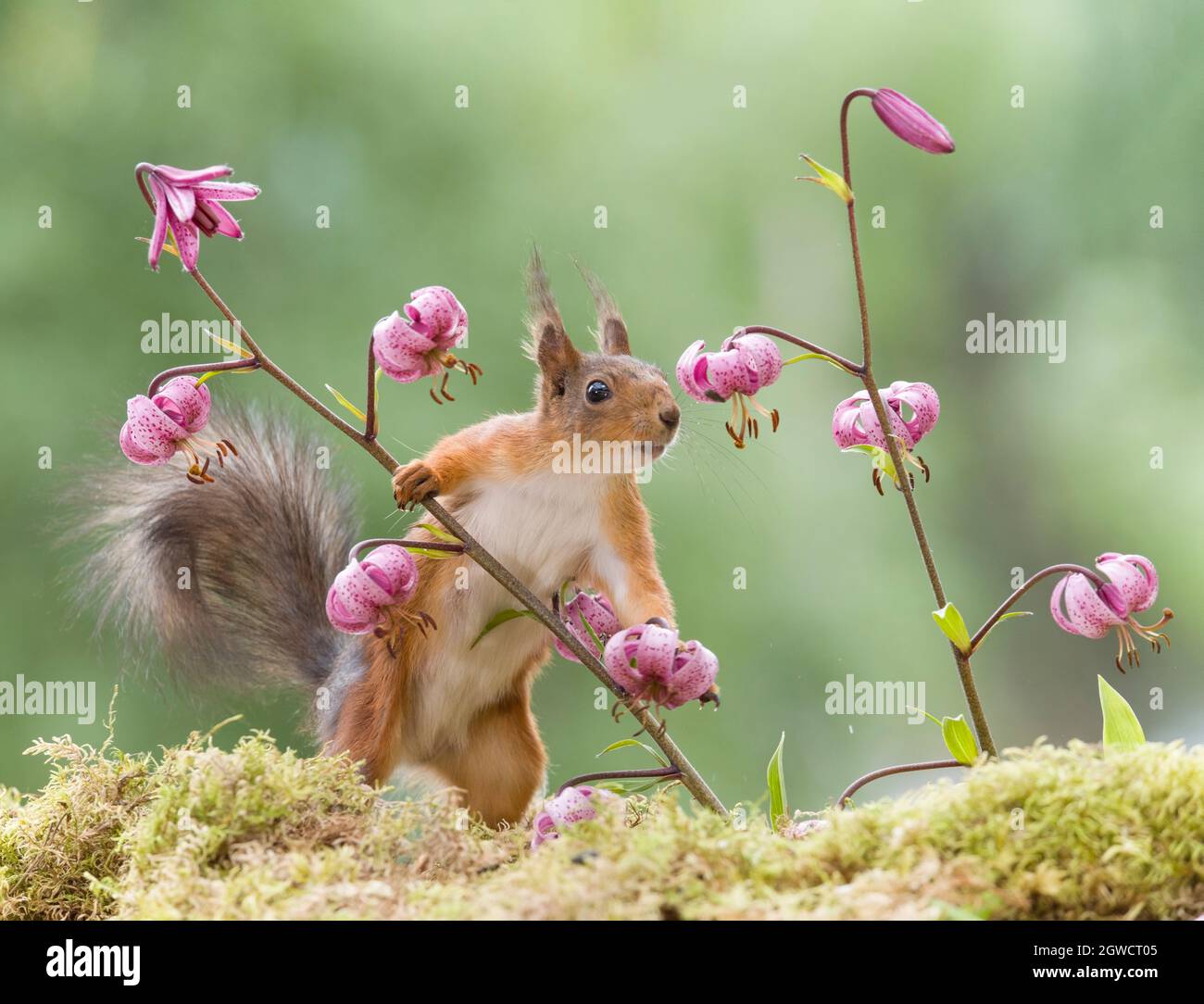 red squirrel leaning on a lily Stock Photo