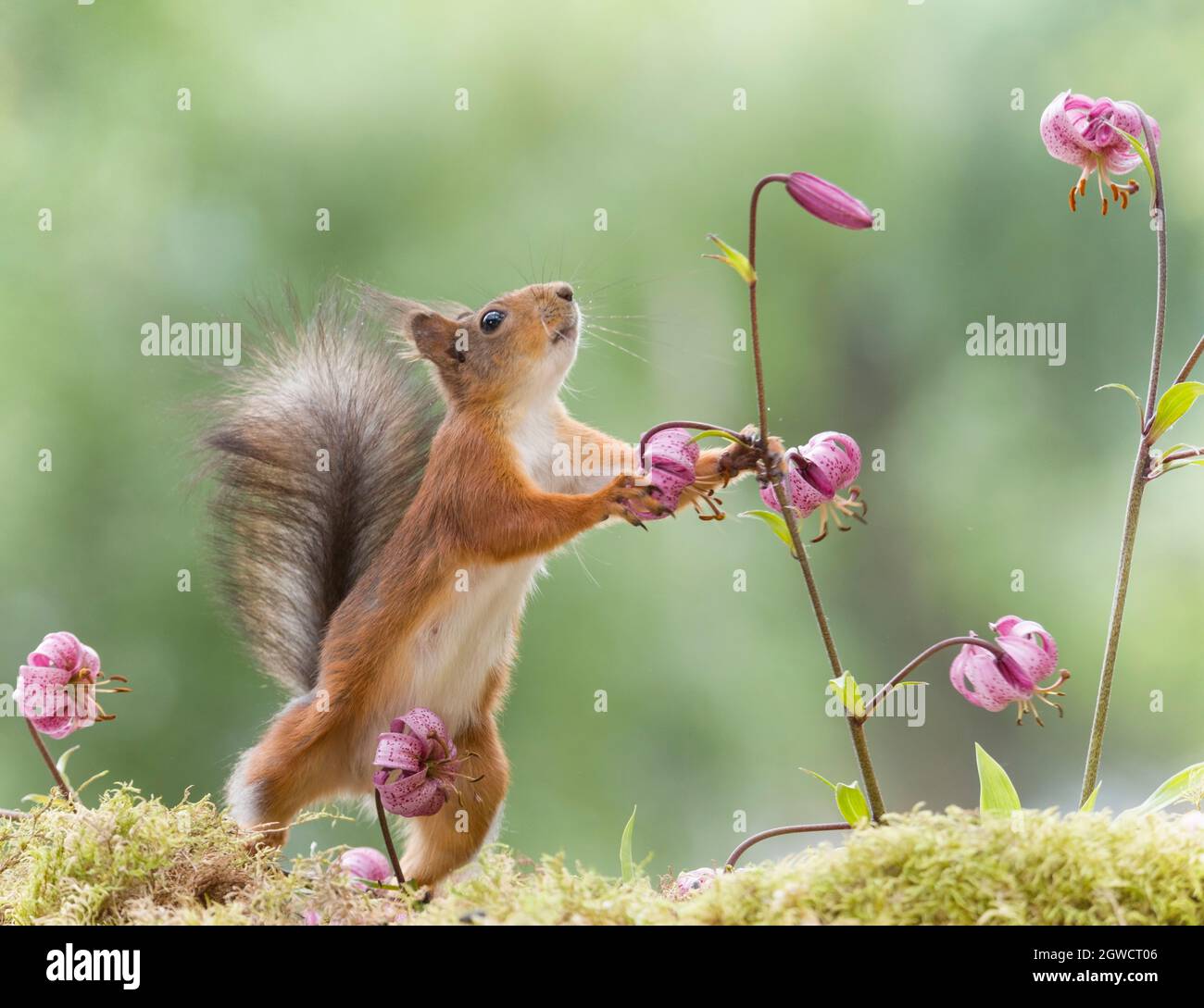 red squirrel holding a lily Stock Photo