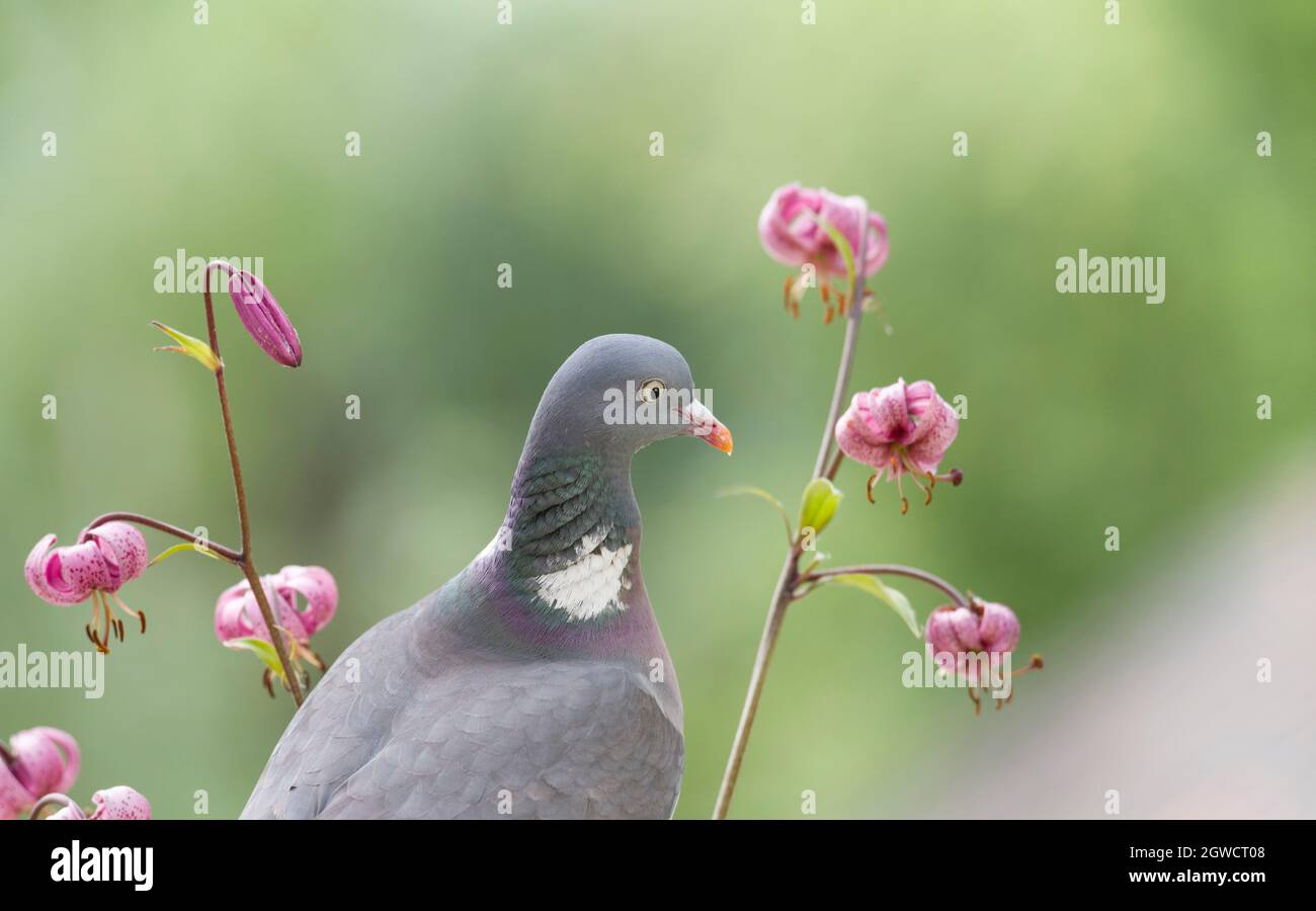 wood pigeon standing between a lily Stock Photo
