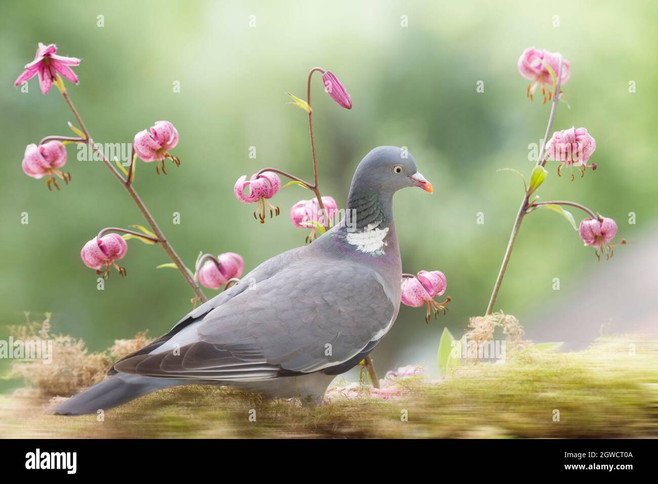 wood pigeon standing with an lily Stock Photo