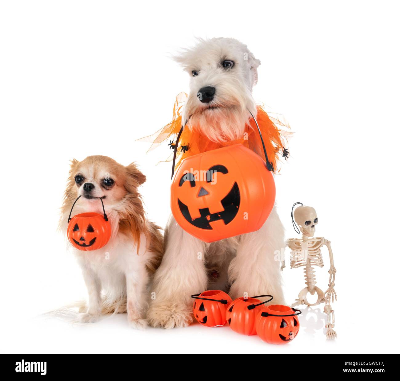 Portrait Of Dogs Holding Jack O Lanterns While Sitting Against White Background Stock Photo