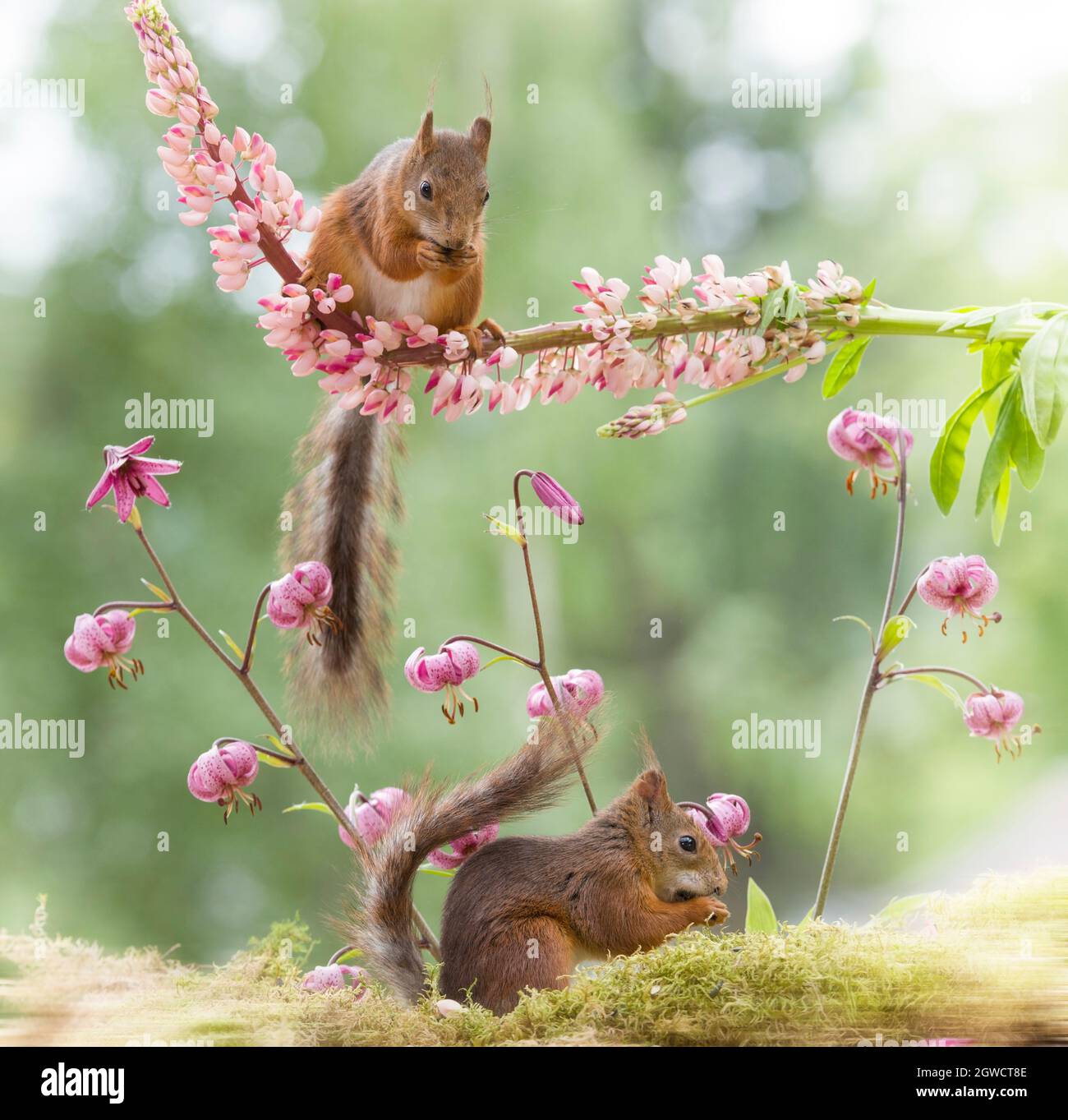 red squirrel with an lupine and lily Stock Photo