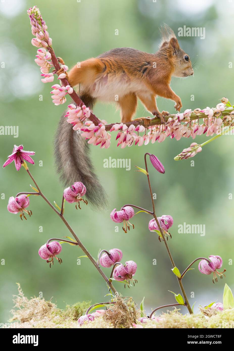red squirrel walking on an lupine Stock Photo