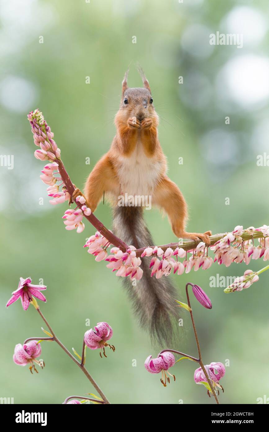 red squirrel standing on an lupine Stock Photo