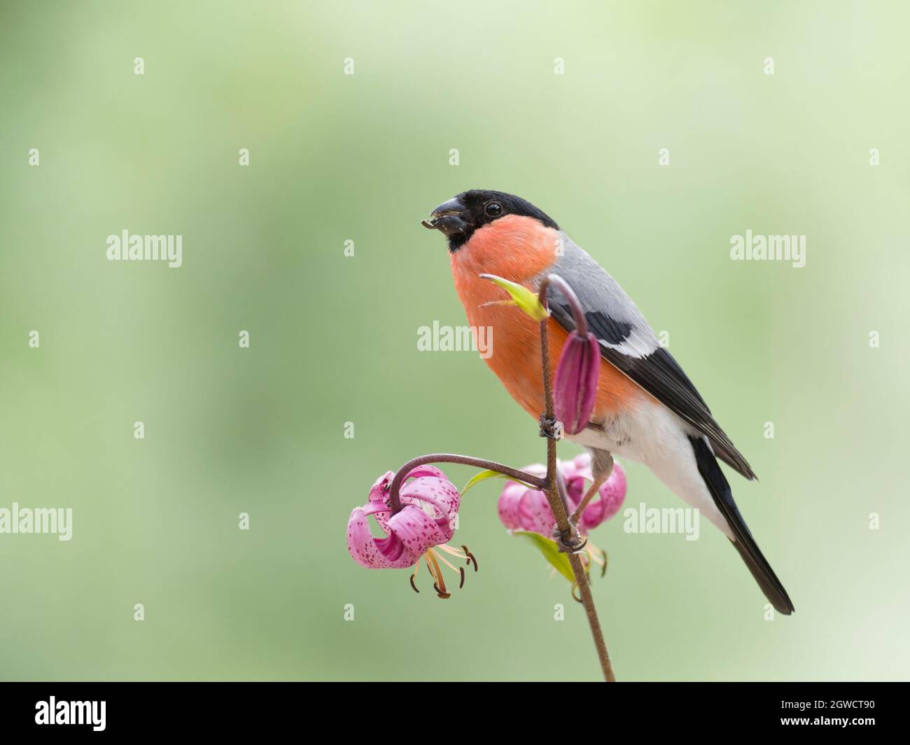 male bullfinch standing on a lily Stock Photo