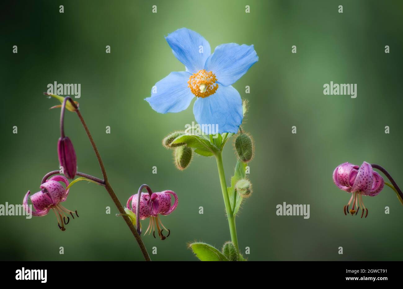 close up of an blue poppy and lily Stock Photo