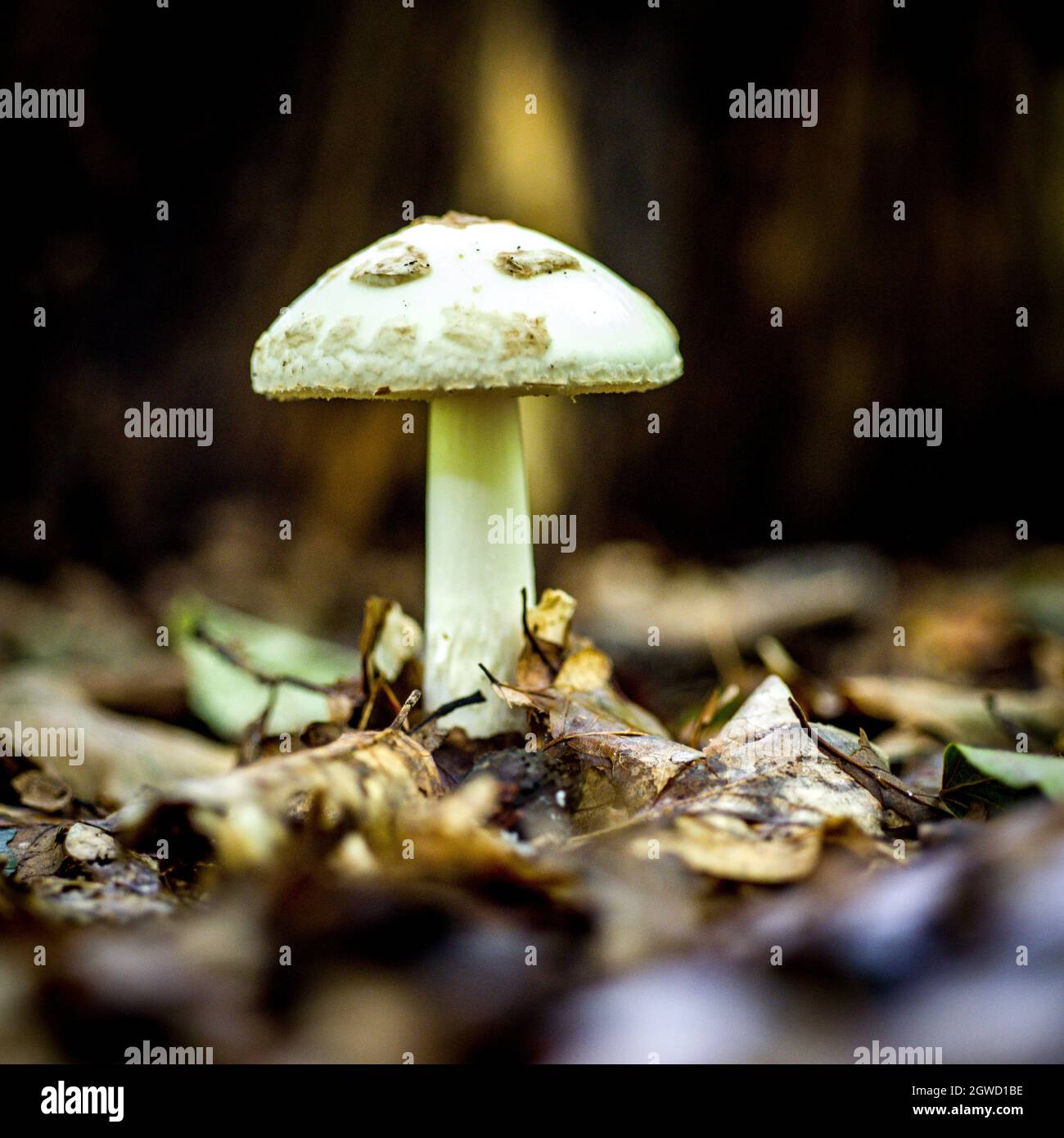 Macro shots of mushrooms in a shady forest Stock Photo