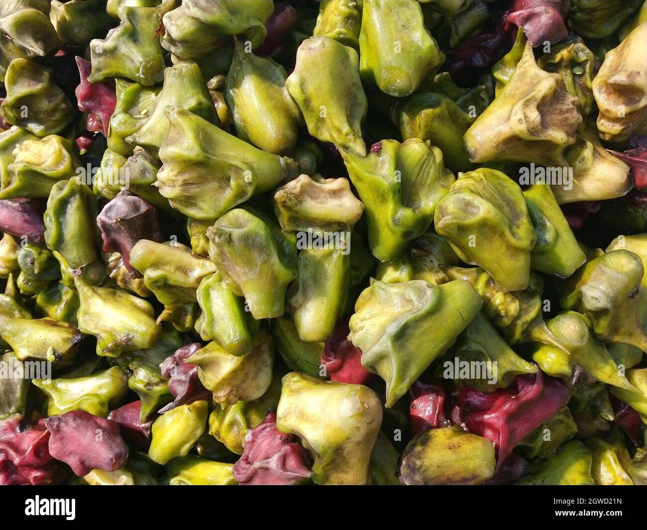 Paniphal hires stock photography and images Alamy