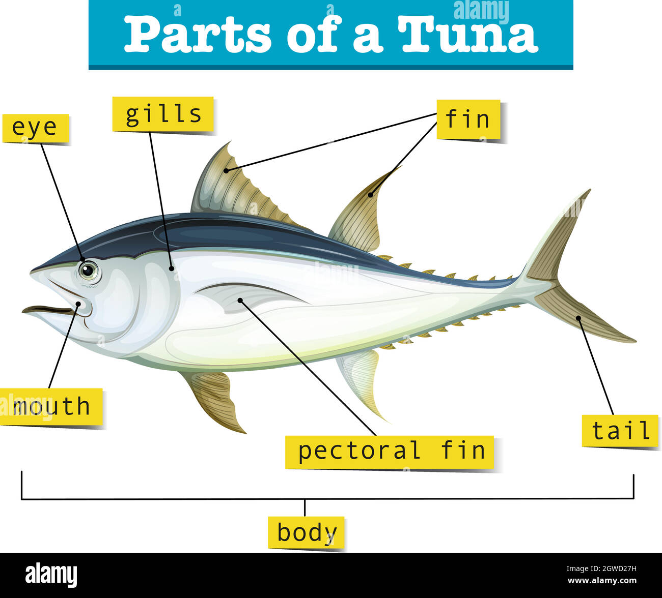 Diagram showing different parts of tuna Stock Vector