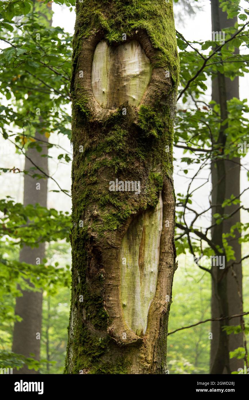 Overgrown dead tree, resembling the grimace of a wood monster. Stock Photo