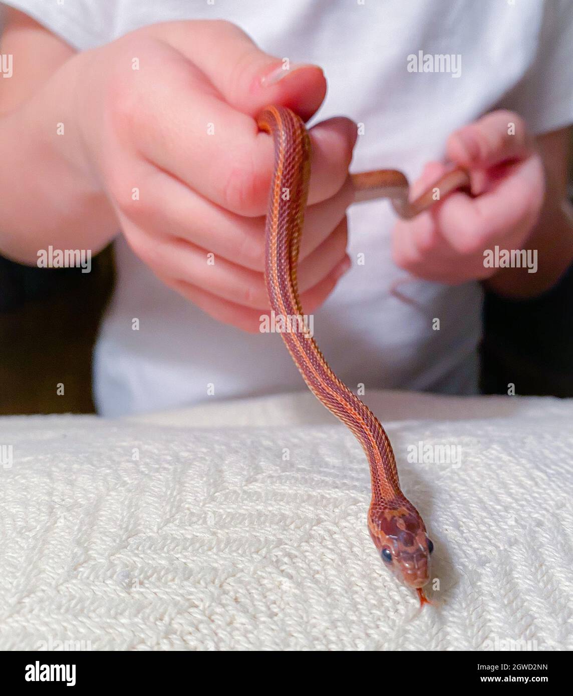 Person handling a corn snake hires stock photography and images Alamy