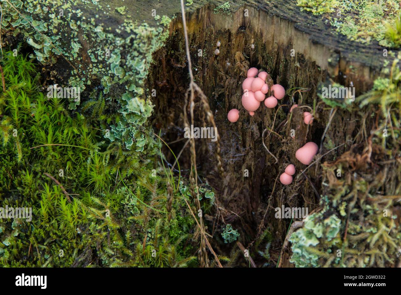 Miracle of nature: the flashing pink Lycogala epidendrum or wolf's milk at first look is taken to be a sort of fungi, in reality it is an amoeba Stock Photo