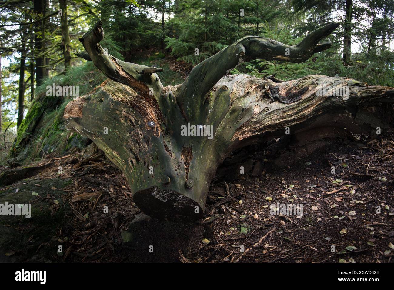Giant roots of fallen tree, now resembling horns and the grimace of a wood monster. Stock Photo