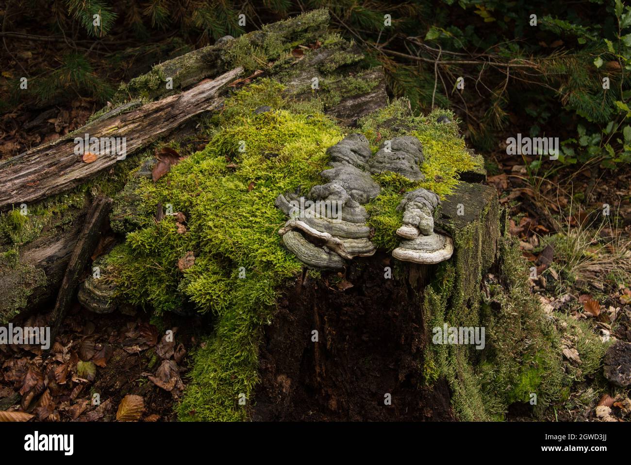 Polyporales fungus growing on a rotten stump in a Northern Bavarian forest Stock Photo