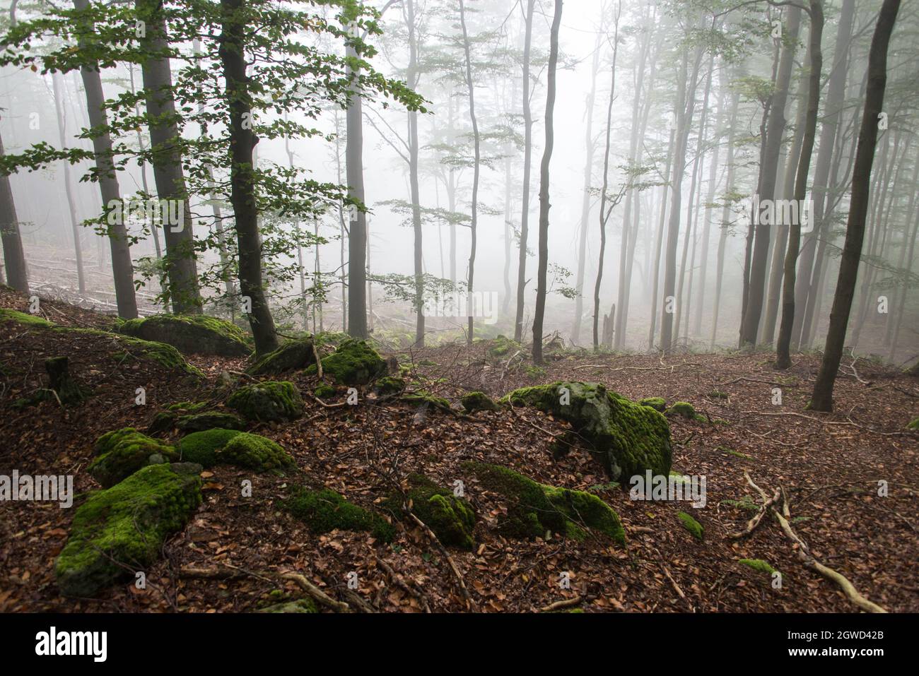 A dark and enchanted misty morning in a forest along Goldsteig hiking-trail in the Upper Palatinate region of Northern Bavaria. Stock Photo