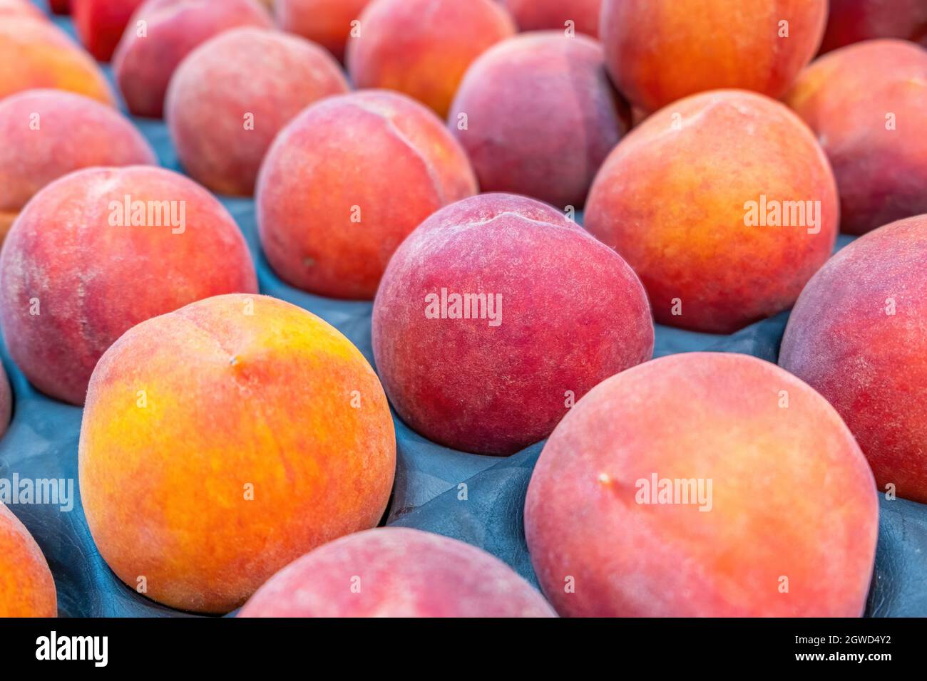 Rows Of Vivid Red And Orange Peaches With Shallow Focus Stock Photo