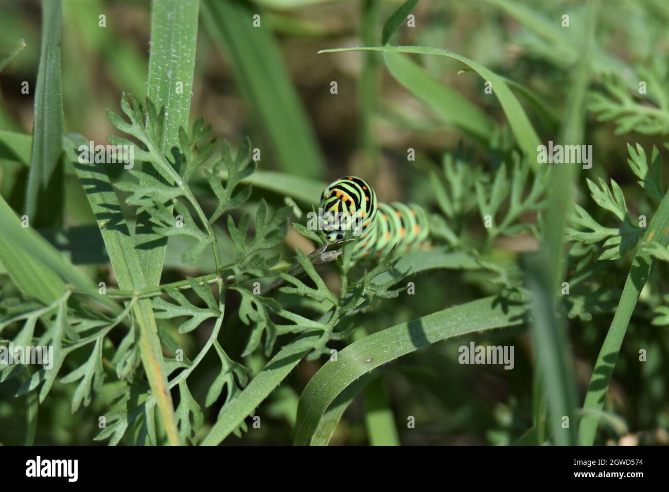 Caterpillar Bee High Resolution Stock Photography and Images - Alamy