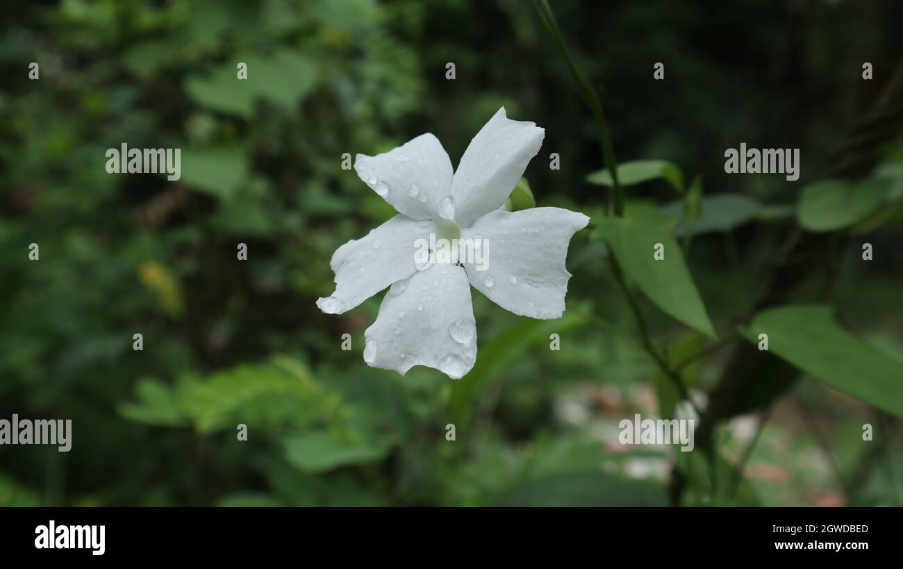 White 5 2024 petal flowers