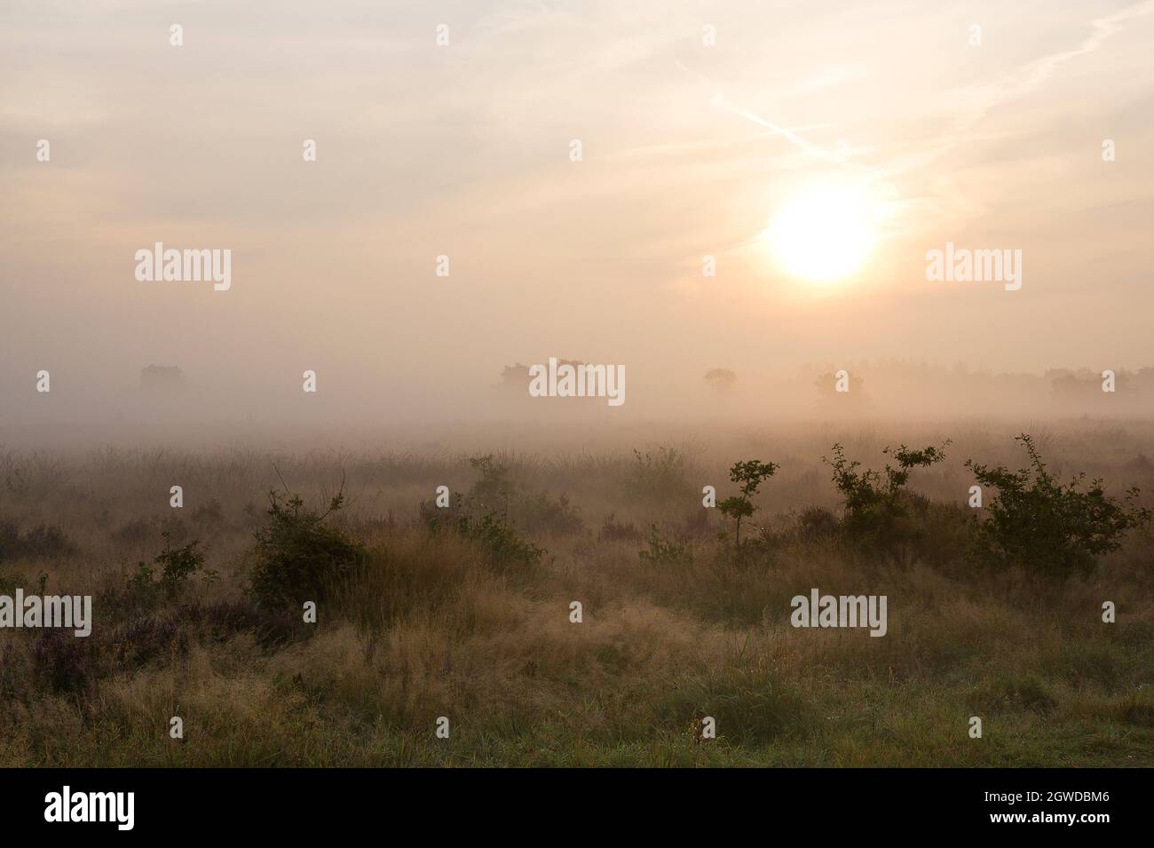 Morning landscape with low fog over heathland, Veluwe, the Netherlands Stock Photo