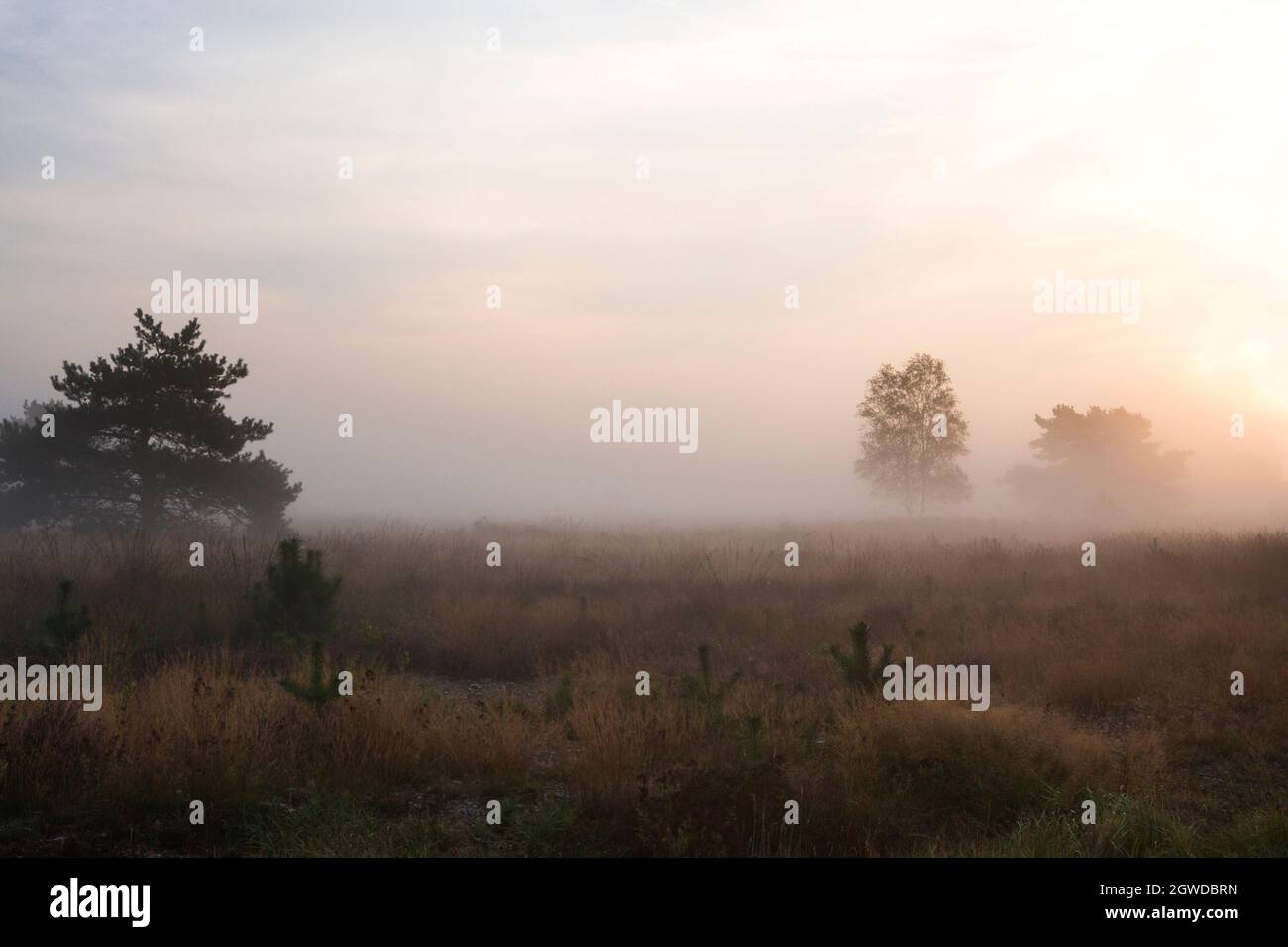 Morning landscape with low fog over heathland, Veluwe, the Netherlands Stock Photo