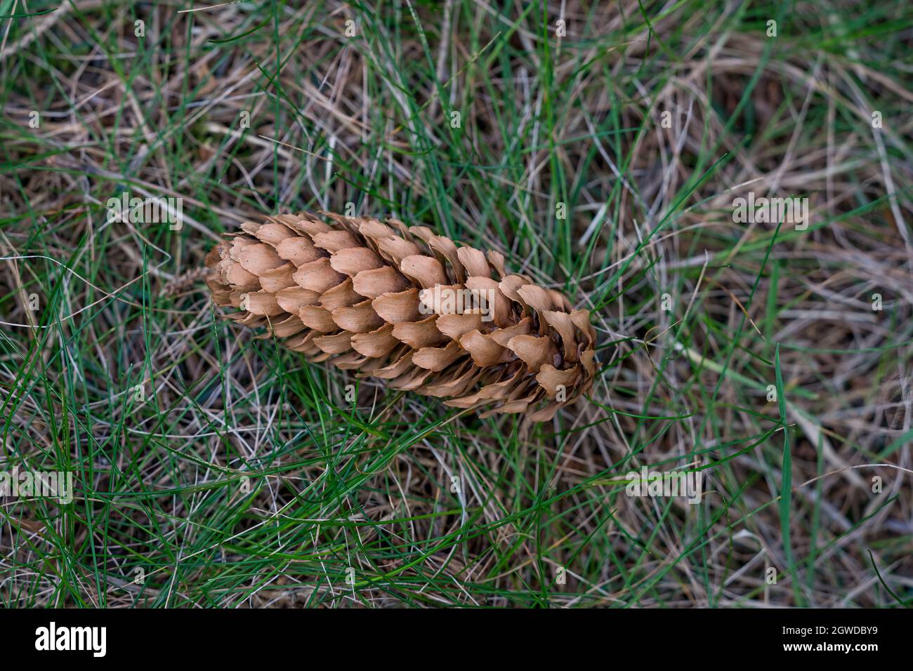 RUNDE, NORWAY - 2020 APRIL 07. Lutz Spruce, Picea x lutzii, from White Spruce and Sitka Spruce, a nat Stock Photo