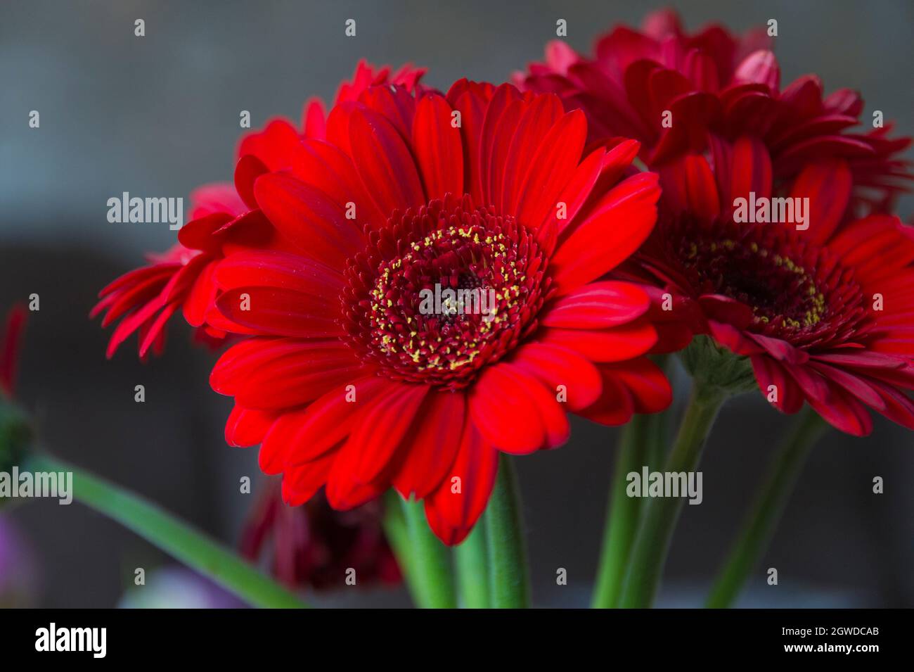 Close-up of the flowers of the Gerbera Stock Photo