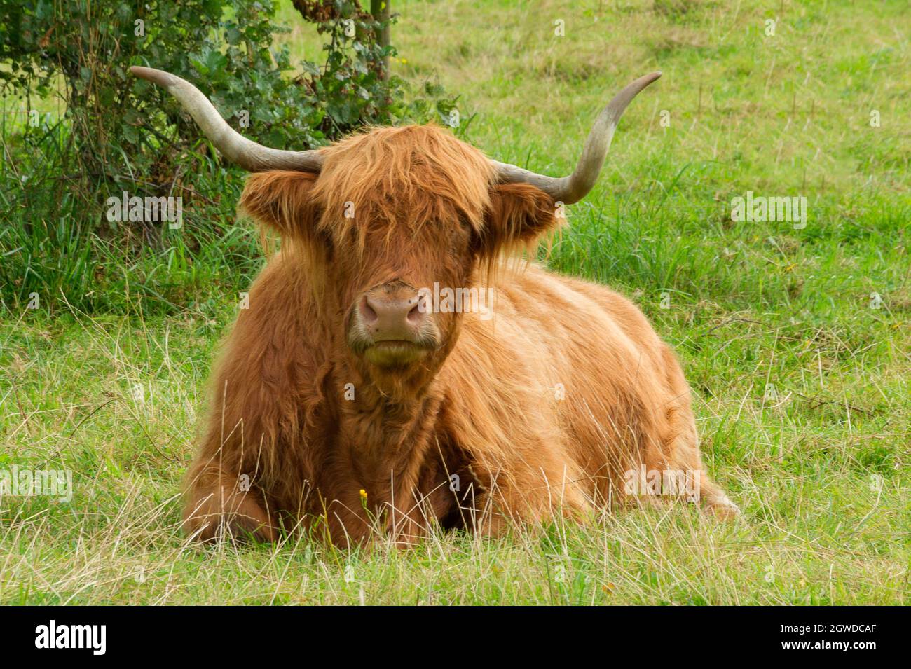 Portrait of a long-horned highland cow in a meadow Stock Photo