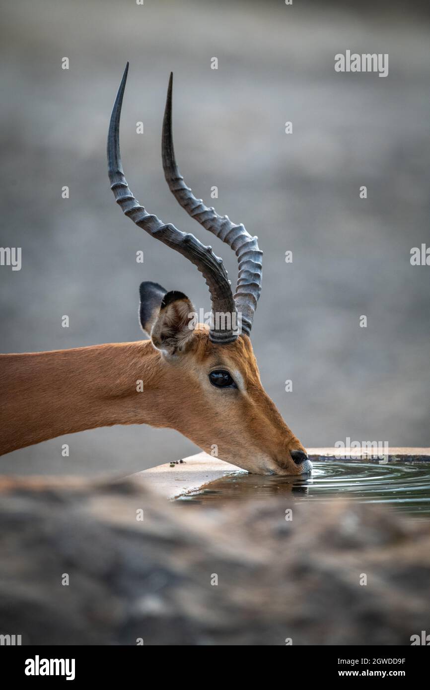 Close-up Of Male Common Impala At Trough Stock Photo