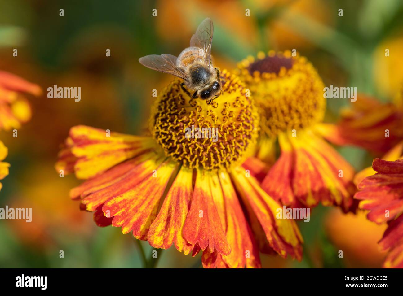 Close up of a honey bee pollinating common sneezeweed (helenium autumnale) flowers Stock Photo