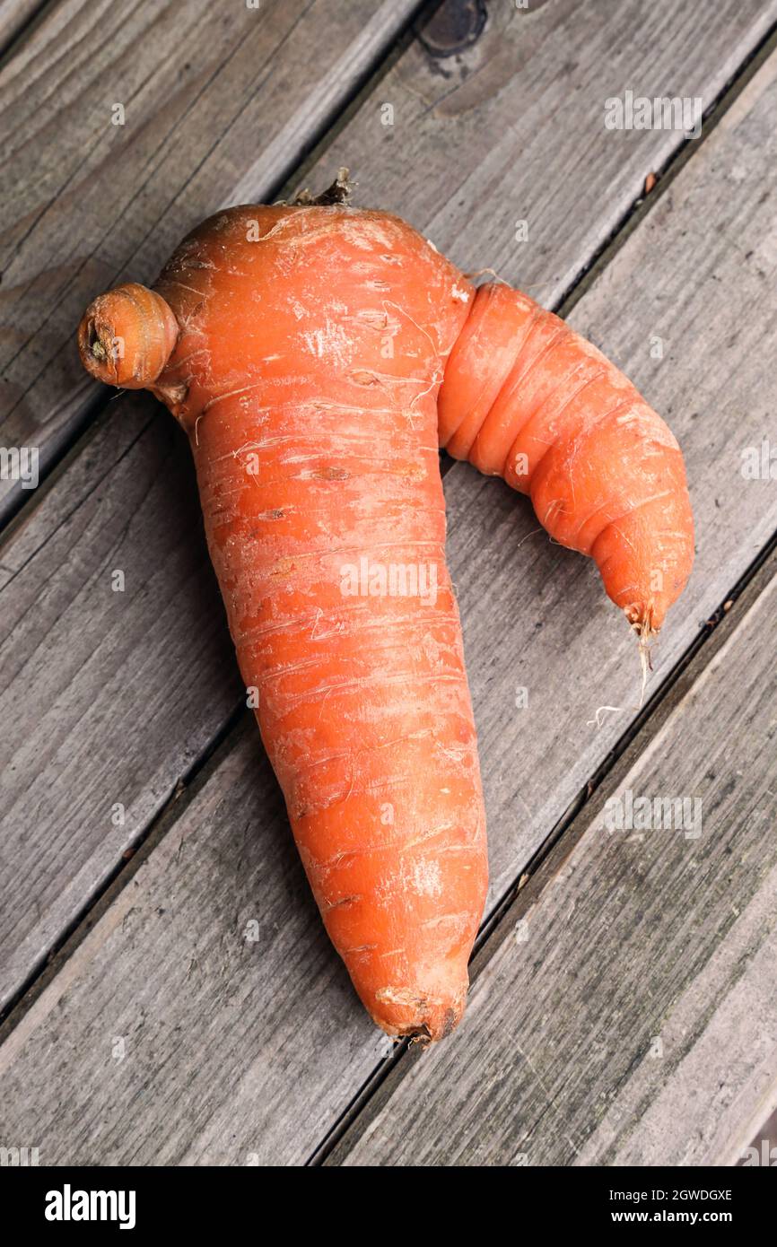 A wonky carrot, previously not found in Supermarkets, now all a part of the fun. There are claims that the orange carrot was created in the 17th centu Stock Photo