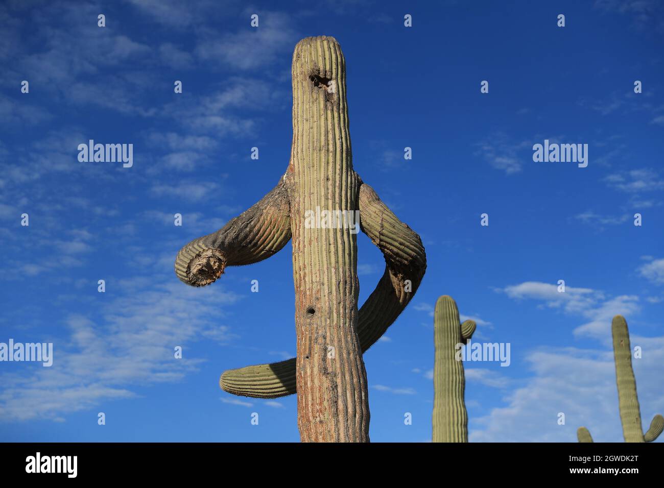 Low Angle View Of Cross On Wooden Post Against Sky, Sahuaro, Cactus, Cardones Echinopsis Atacamensis Stock Photo