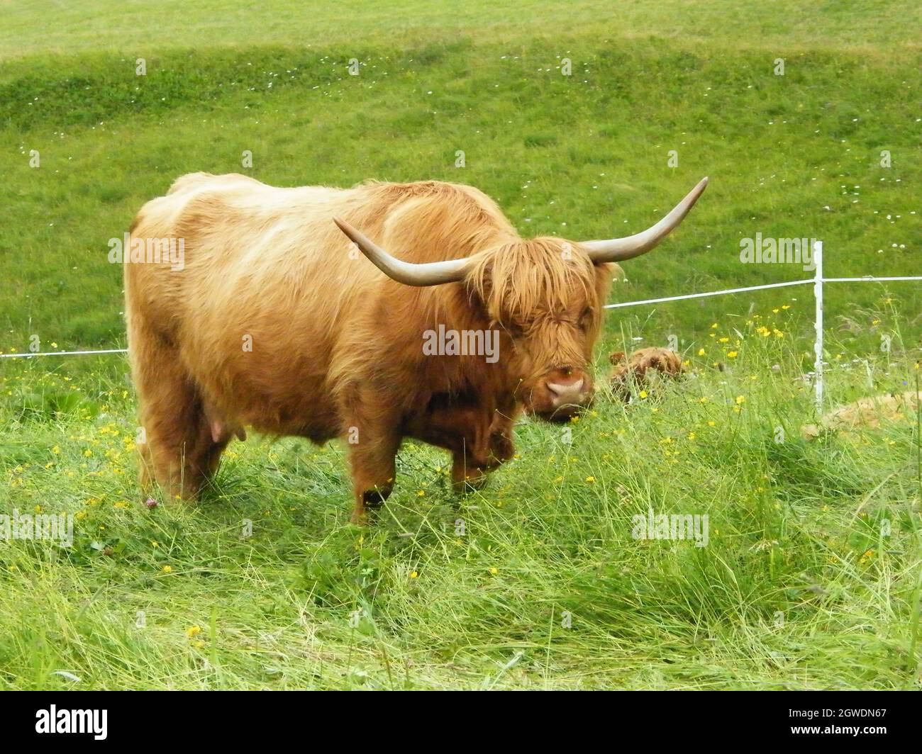 Highland cattle standing in a meadow hi-res stock photography and ...