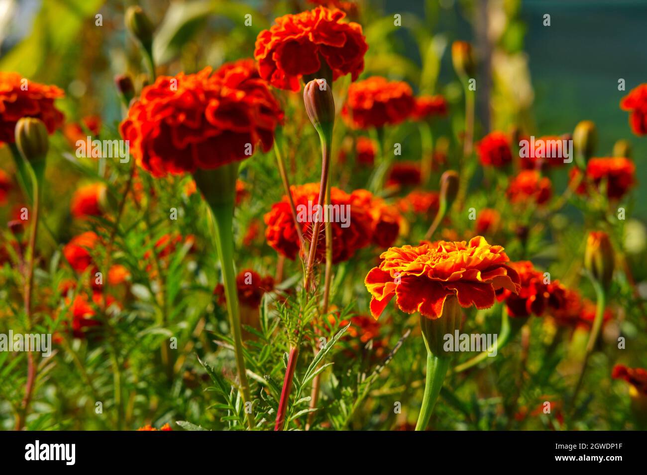 English garden marigold hi-res stock photography and images - Alamy