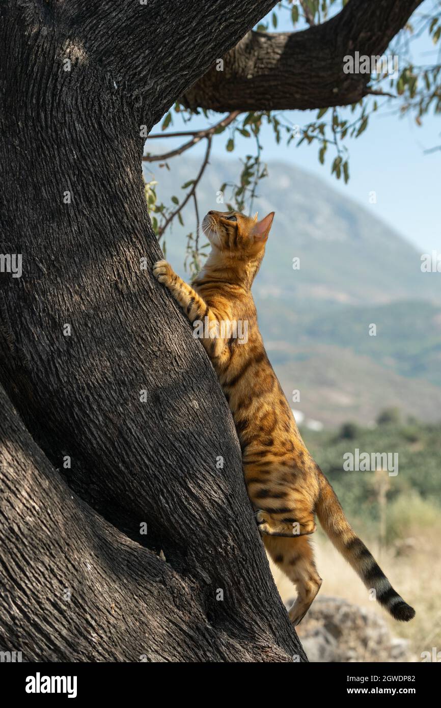 bengal cat climbing tree