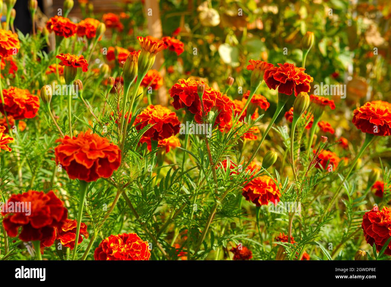 English garden marigold hi-res stock photography and images - Alamy