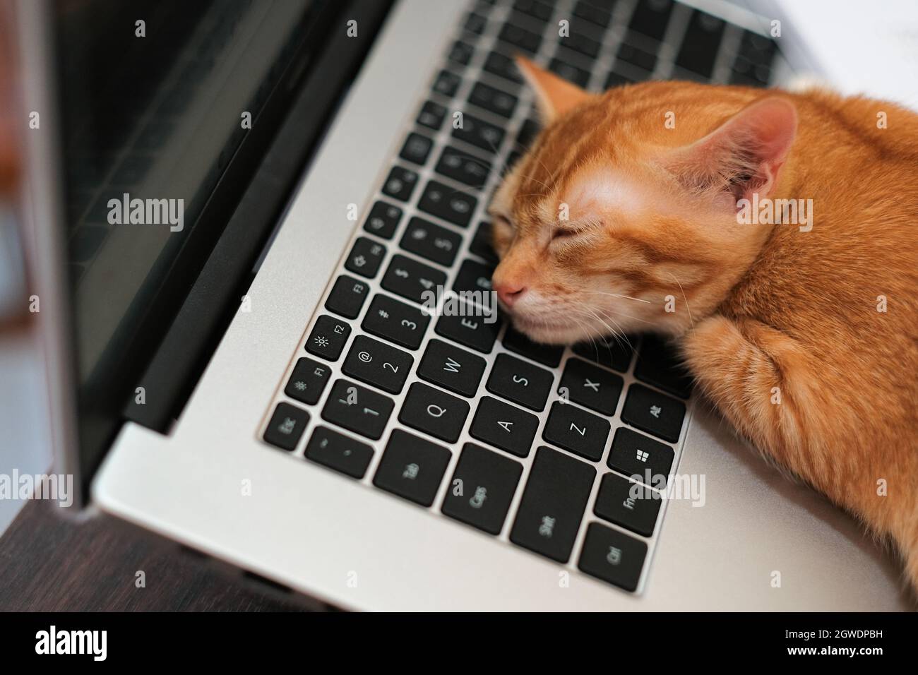 Cat Looking Sleeping On Laptop Stock Photo Alamy