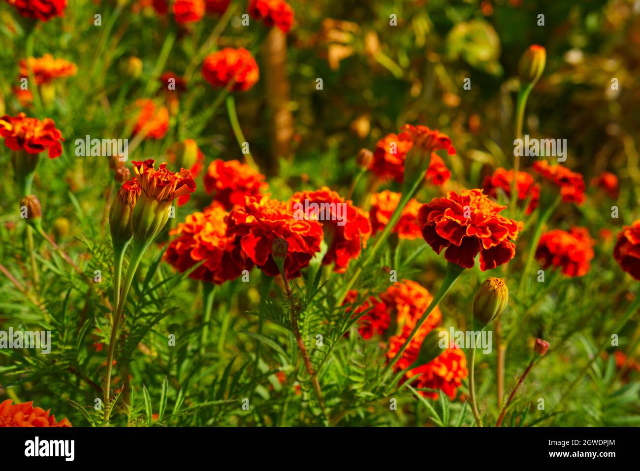 Orange Marigold Flowers at Garden in Autumn Stock Photo