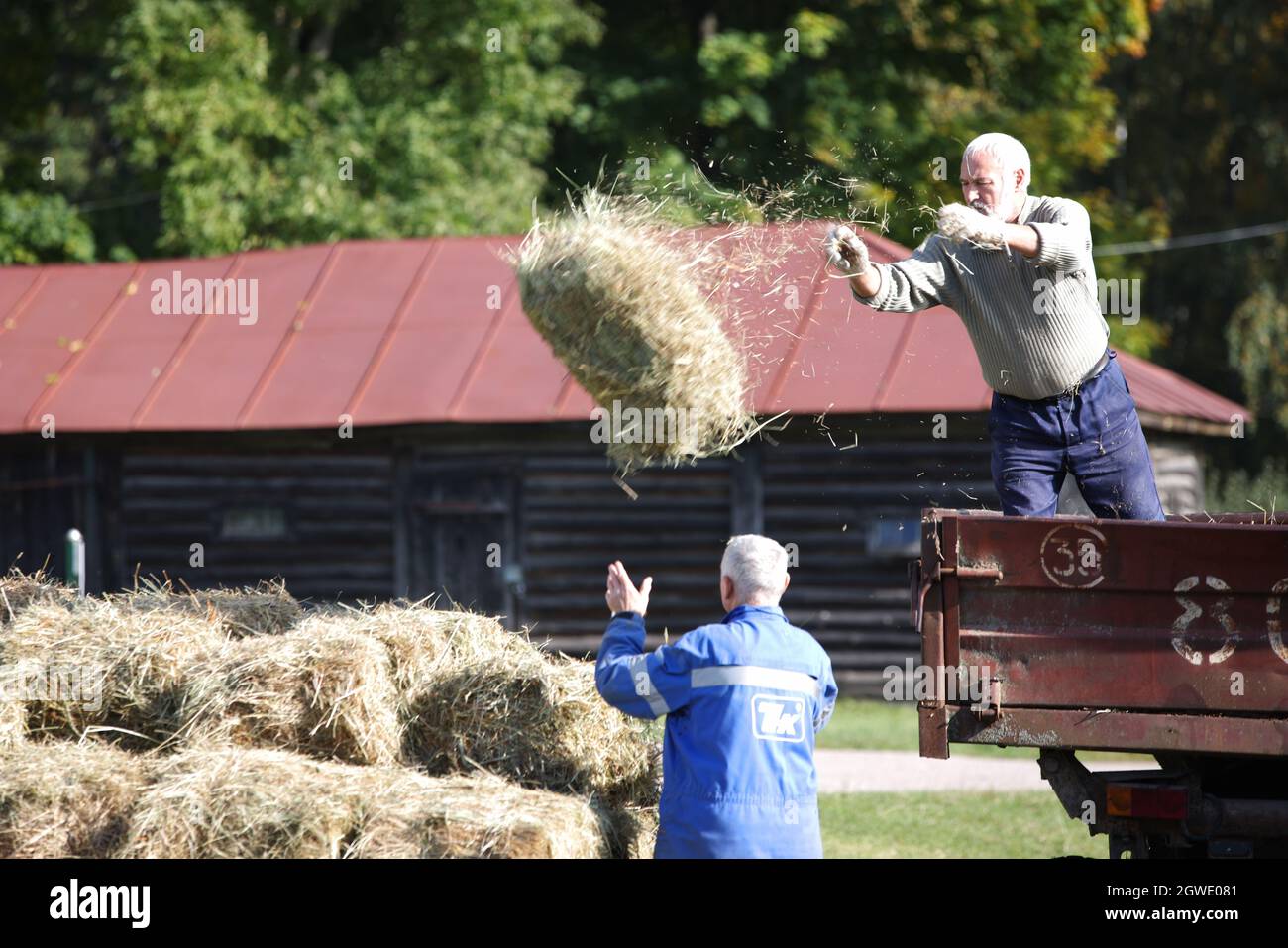 Strong old man with white hair throwing square hay pack out from