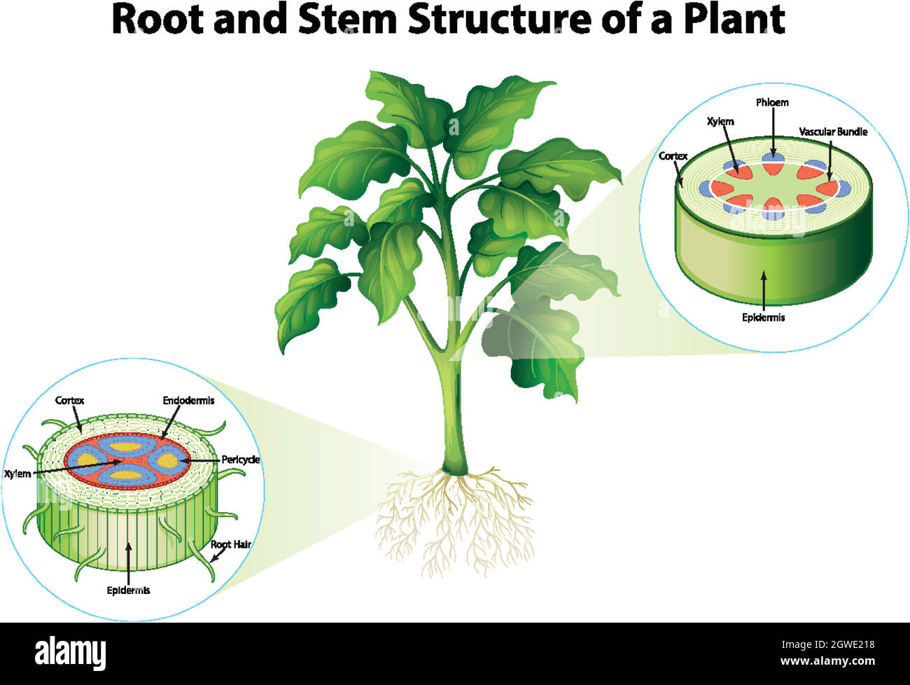 Diagram showing root and stem structure of a plant Stock Vector Image ...