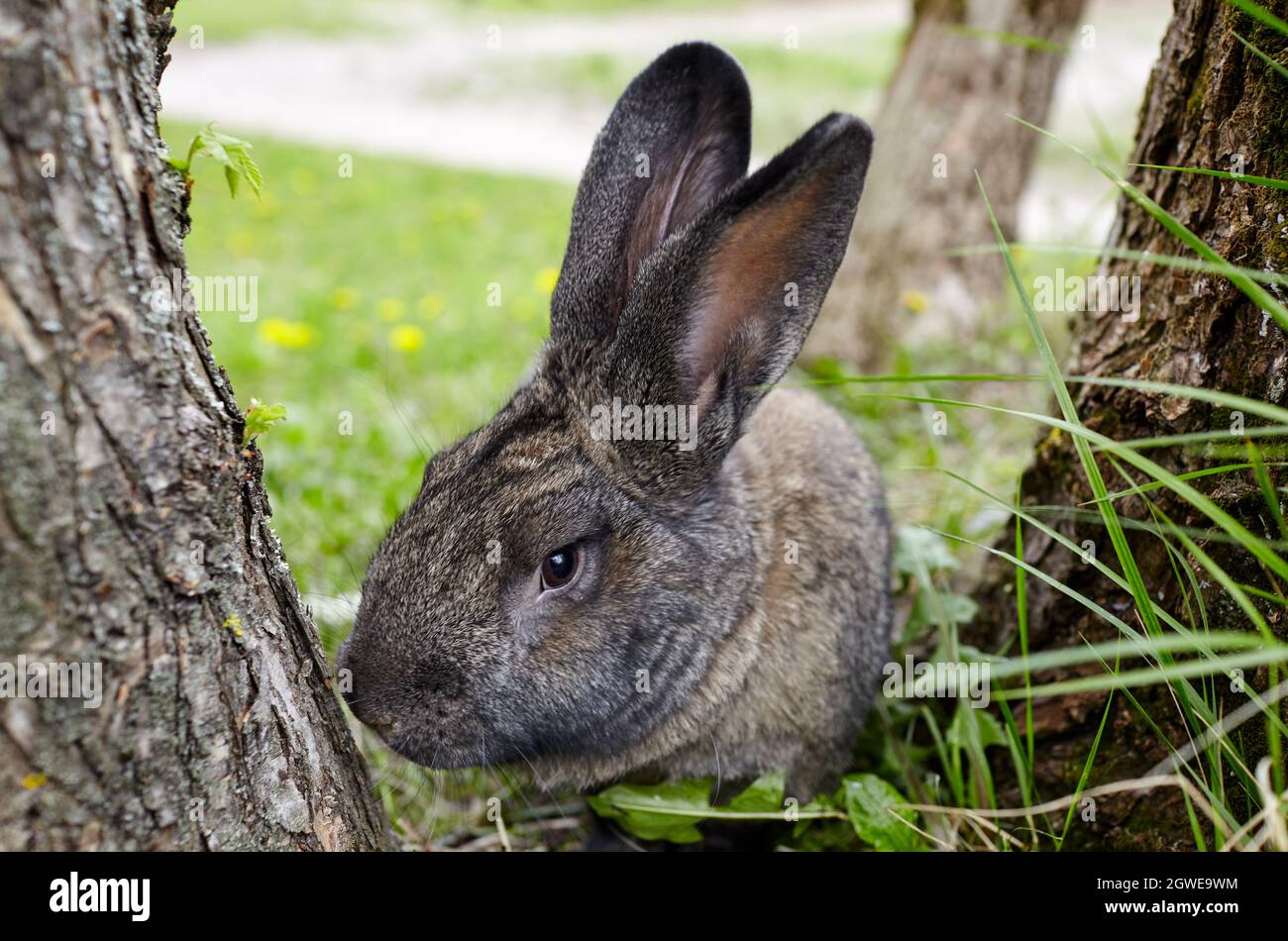 Rabbit Lively Beautiful little white bunny big hi-res stock photography and images ...